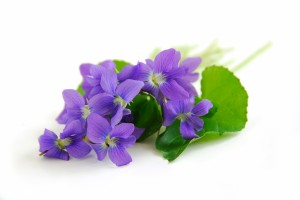flower 3